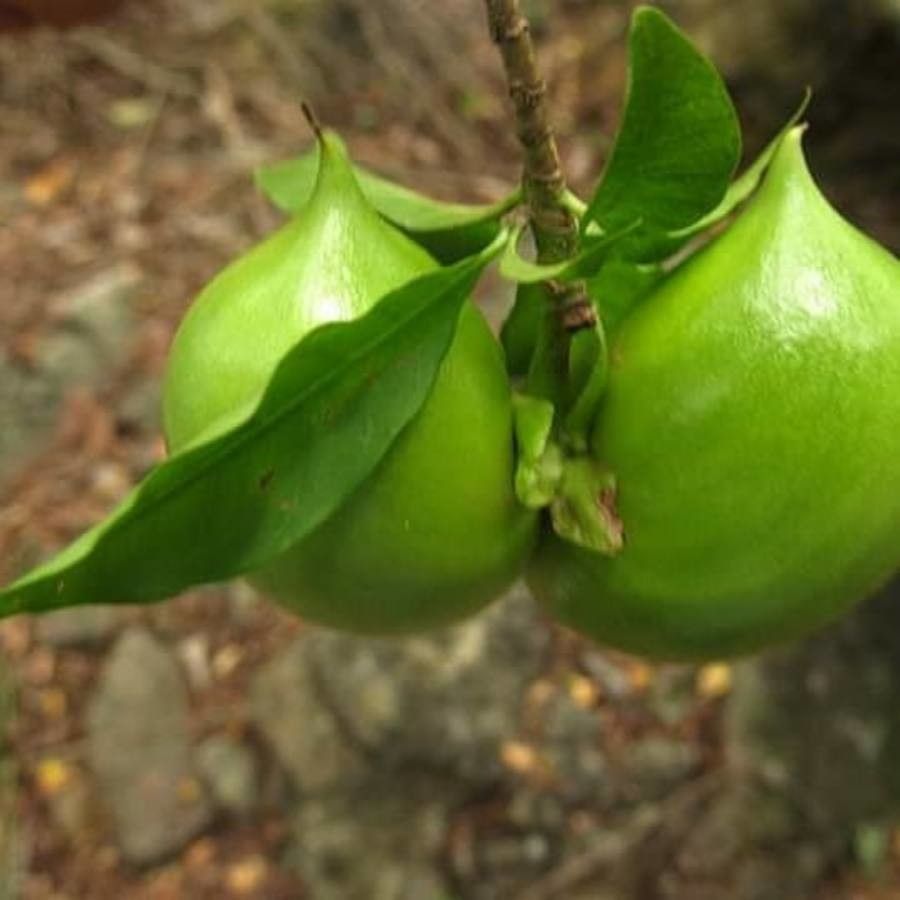 Tabernaemontana grandiflora — search result for 'Tabernaemontana'