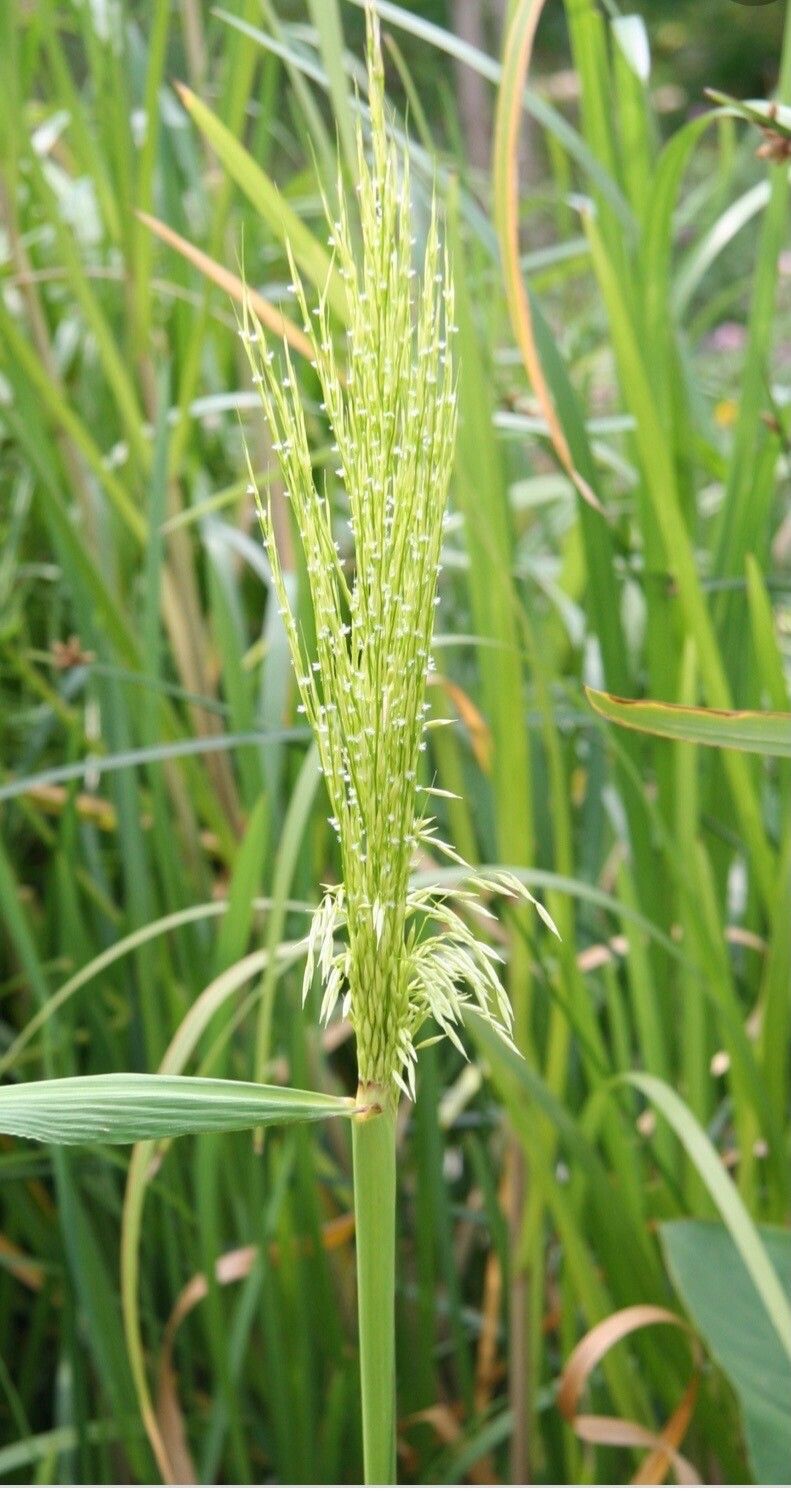 Zizania aquatica fruit
