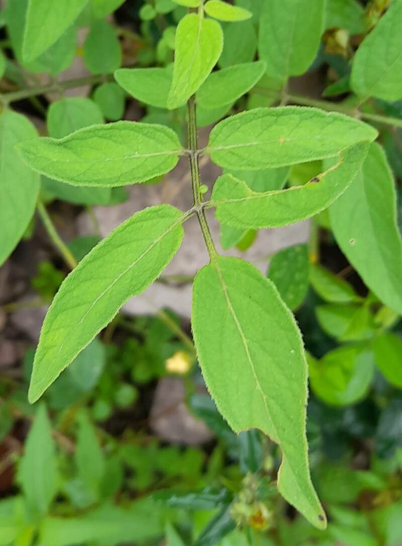 Solanum berthaultii — houseplant care guide
