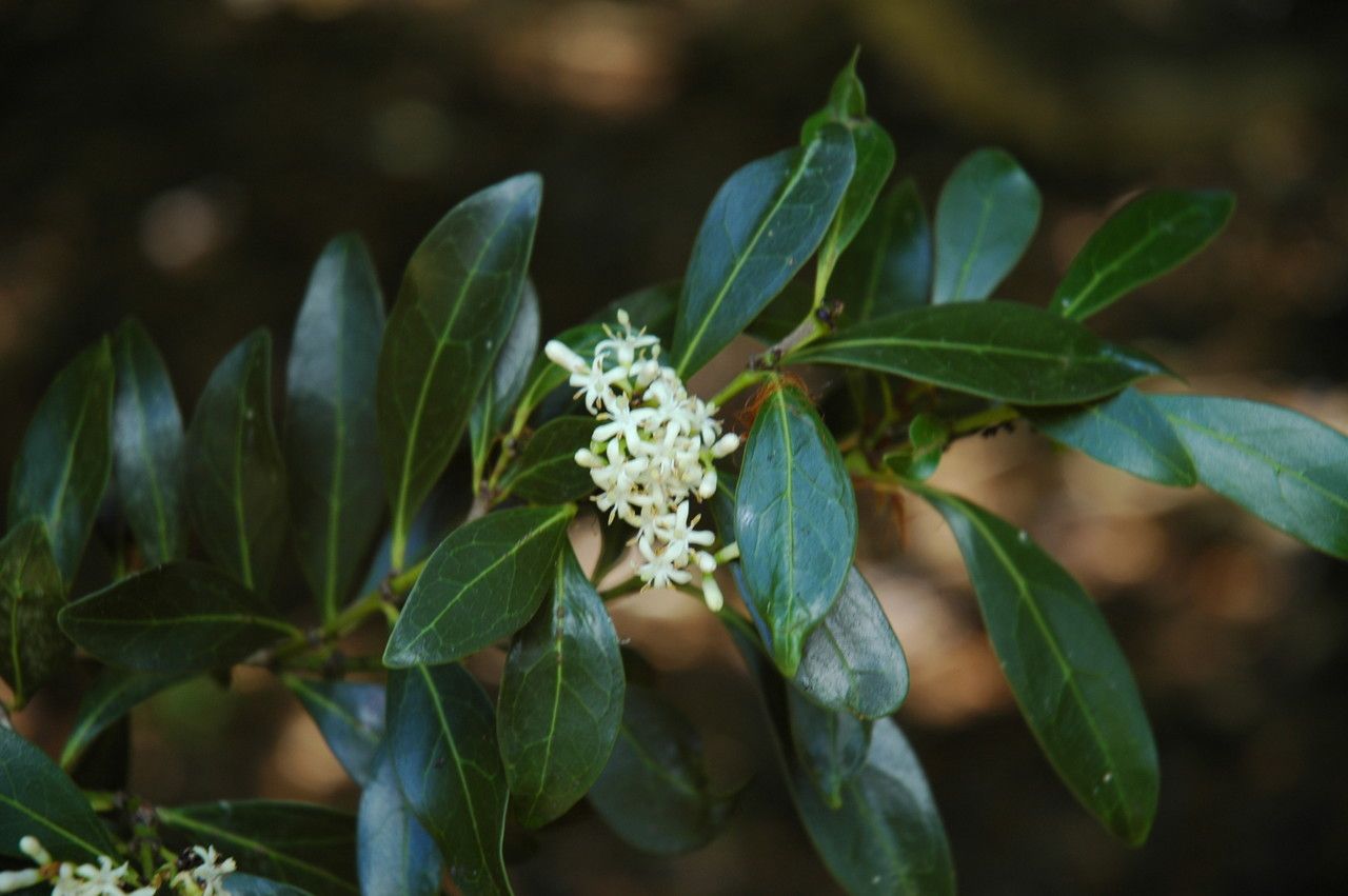 Psydrax odorata flower