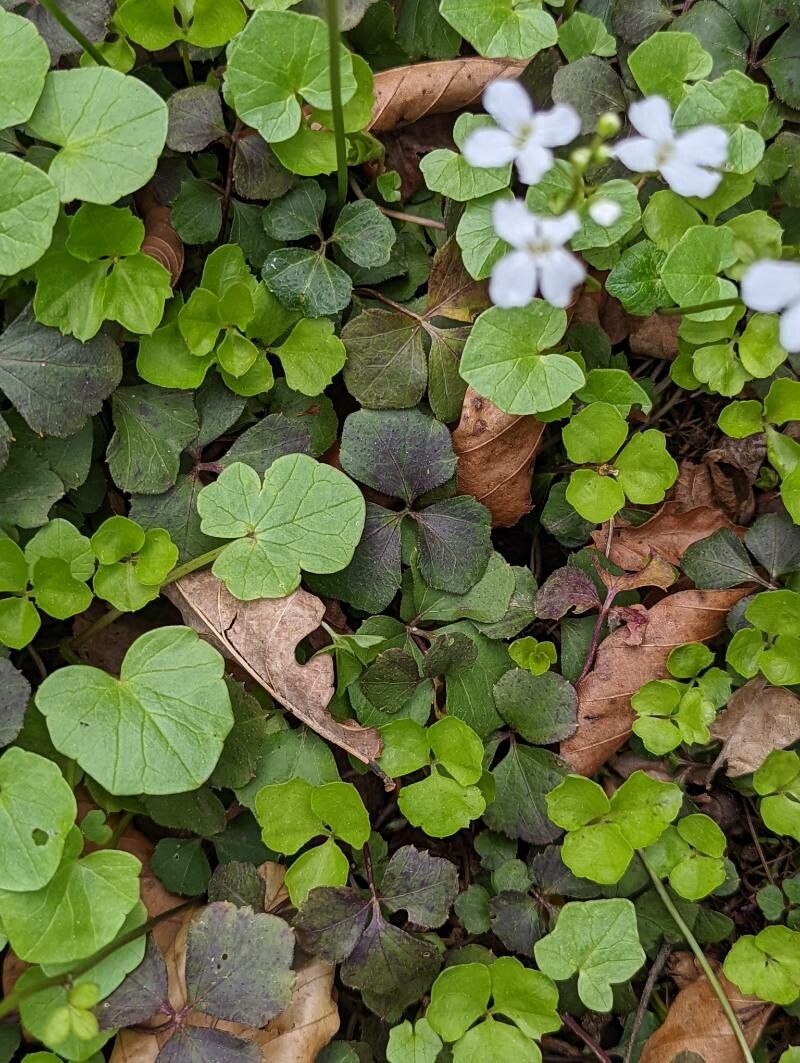 Cardamine trifolia leaf