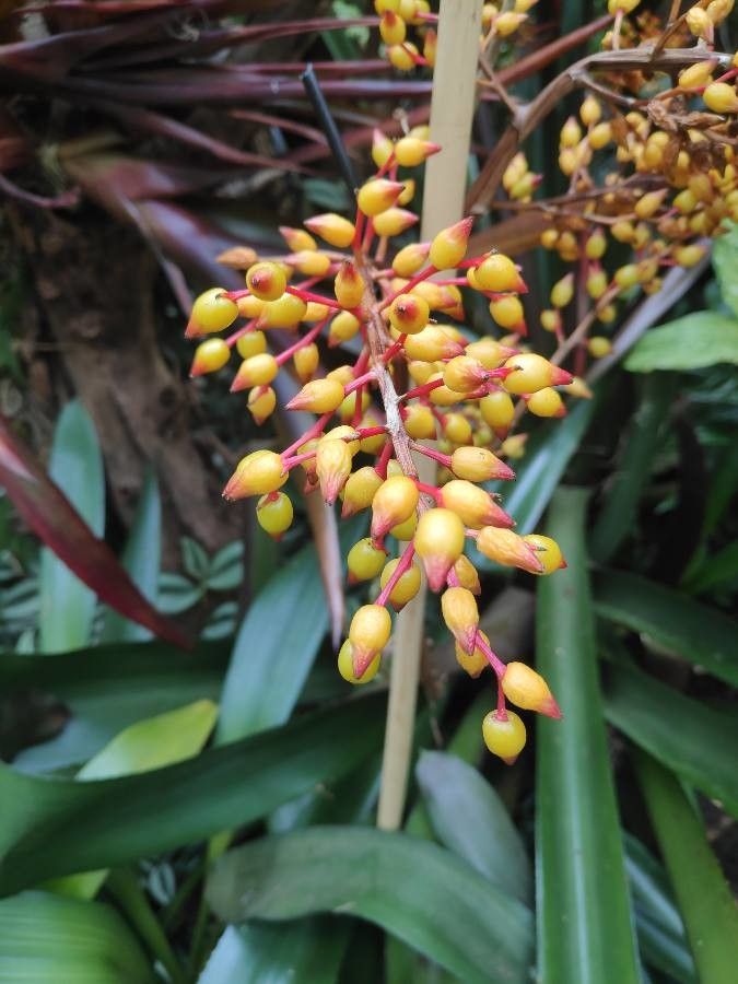 Aechmea fulgens fruit