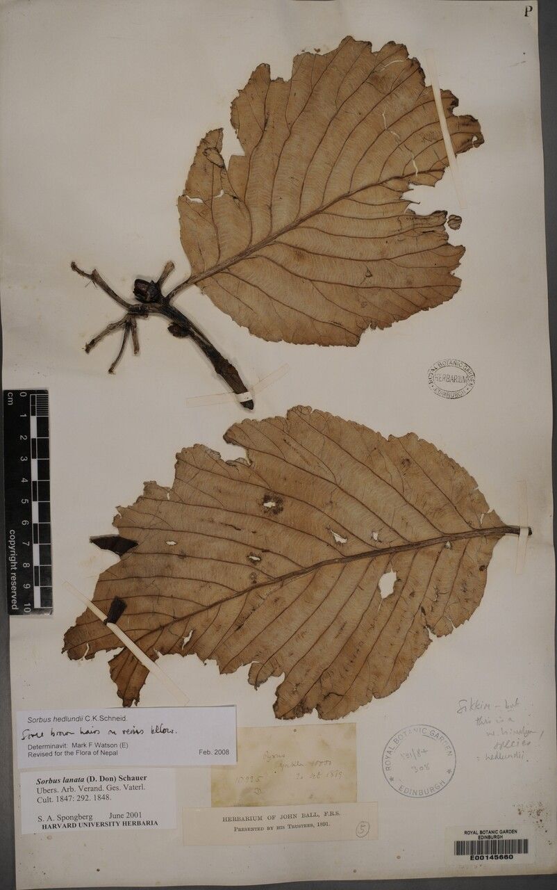Sorbus hedlundii — houseplant care guide