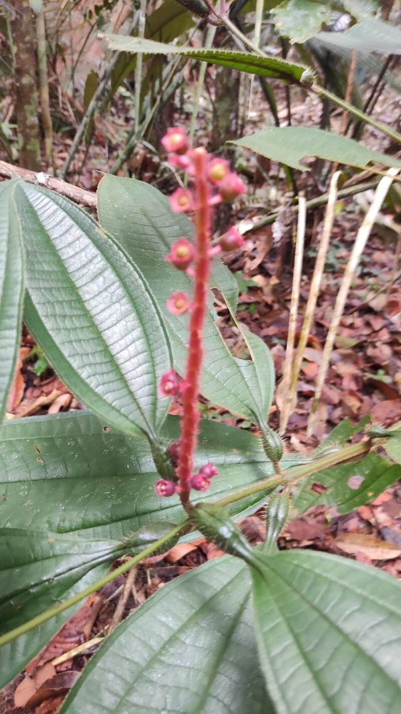 Miconia nervosa flower
