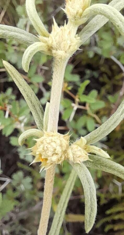 Alternanthera nodifera bark