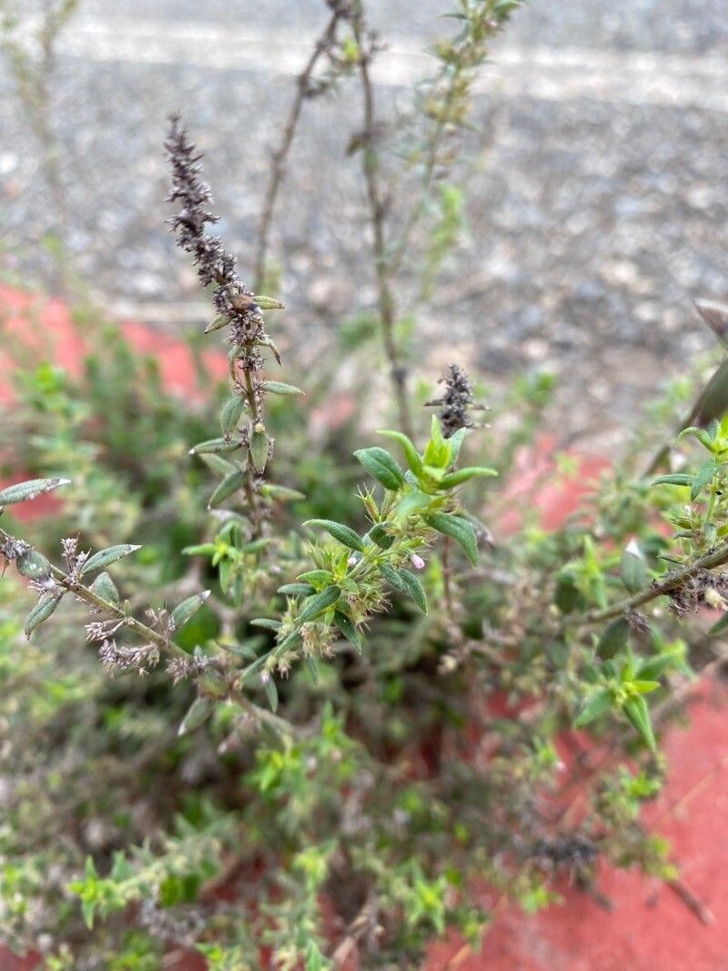 Micromeria nervosa — houseplant care guide