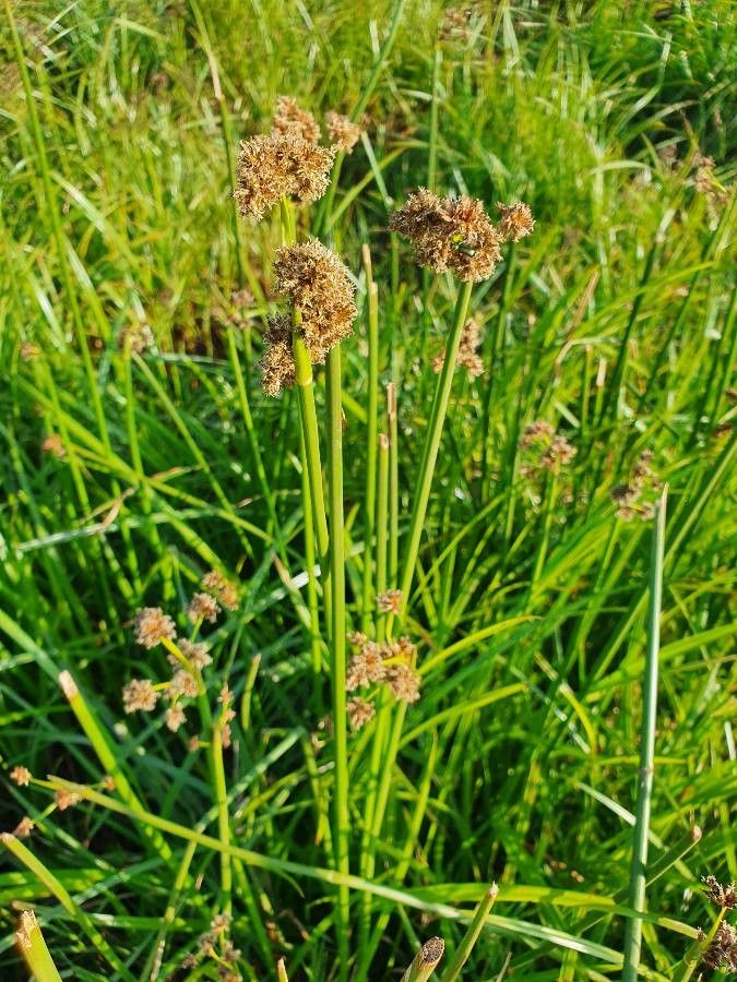 Scirpus brachyceras — related species from the same genus