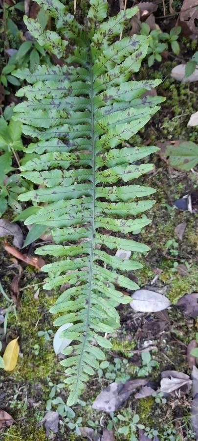 Blechnum laevigatum habit