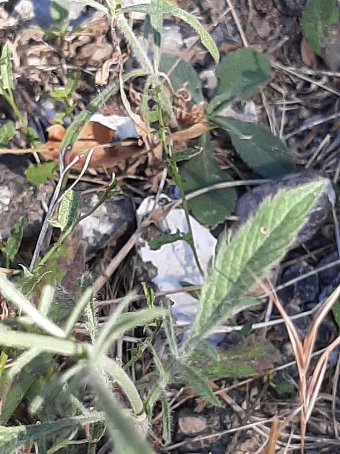 Scabiosa columbaria leaf