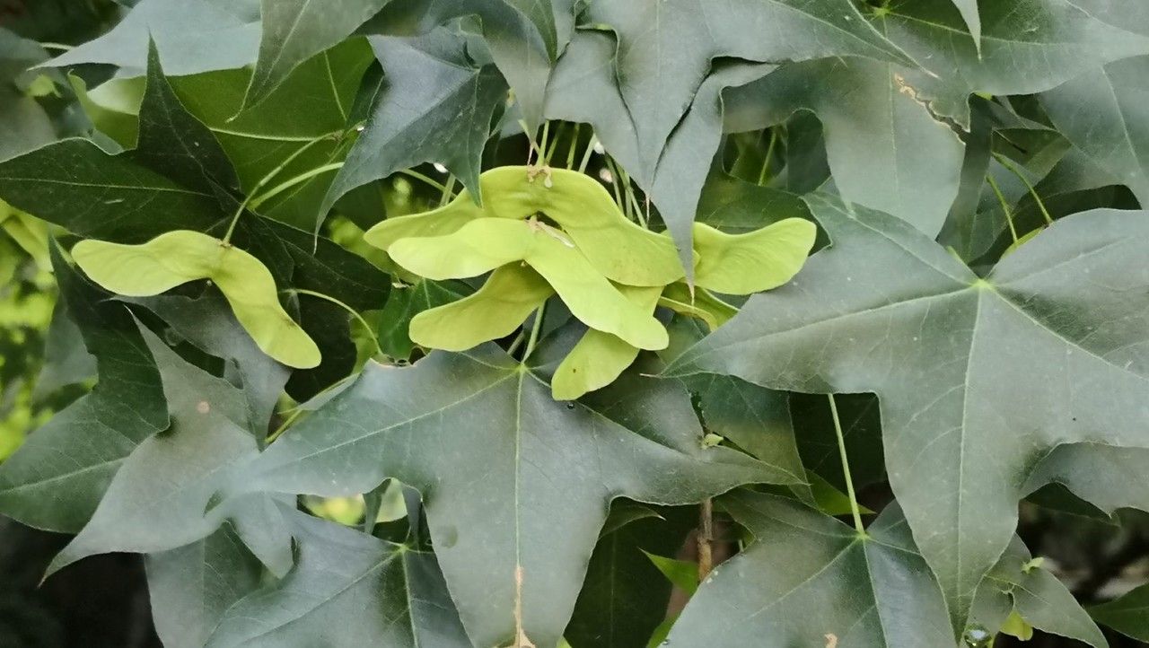 Acer truncatum fruit