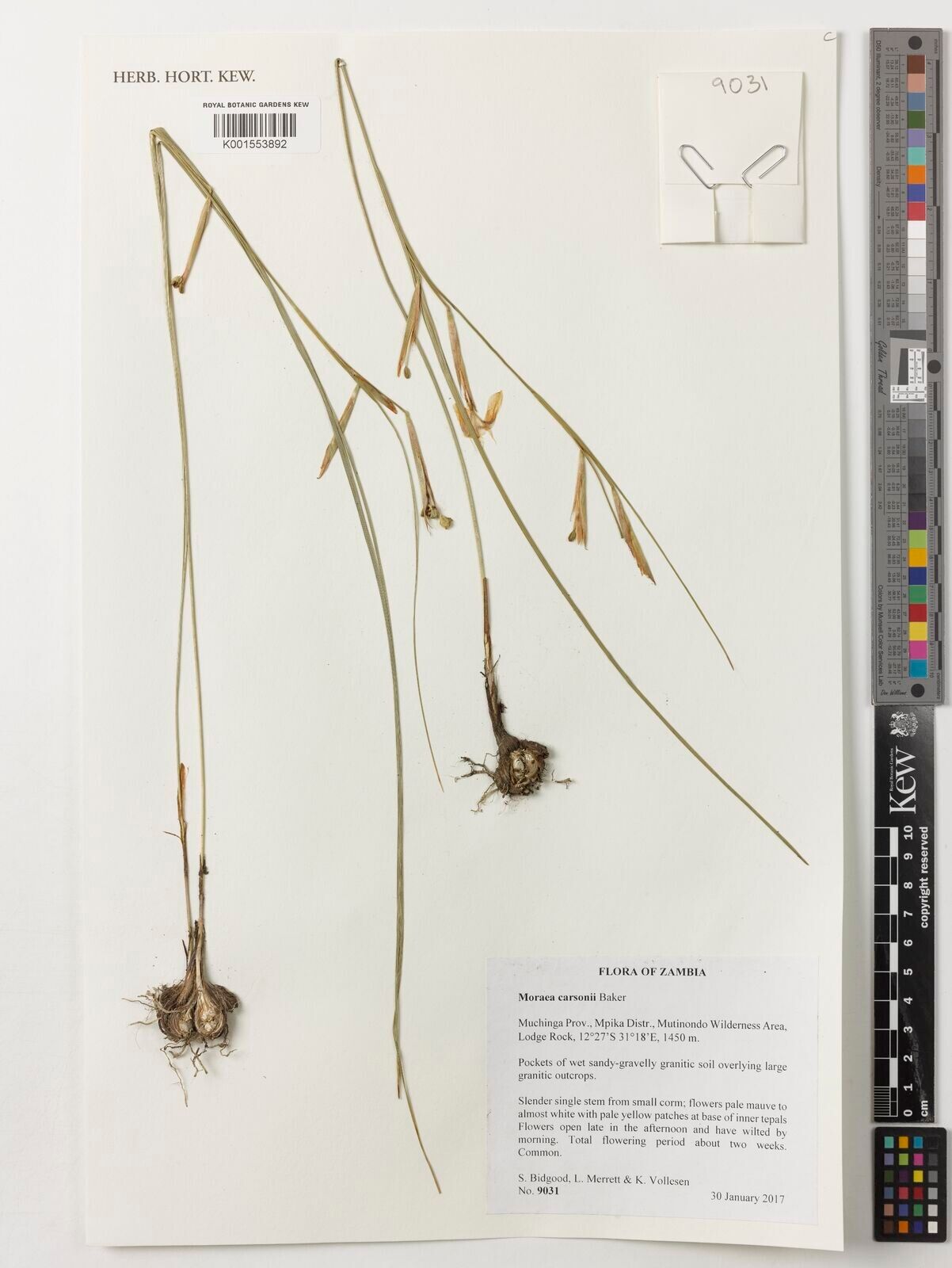 Moraea carsonii — houseplant care guide