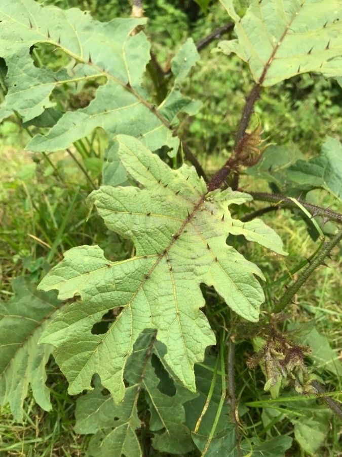Solanum aculeatissimum — search result for 'Solanum'