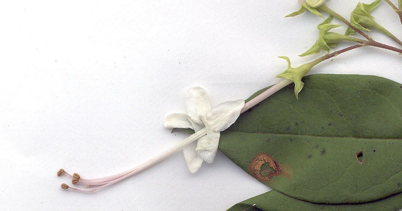 Volkameria ligustrina other