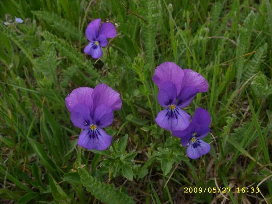 Viola dacica flower