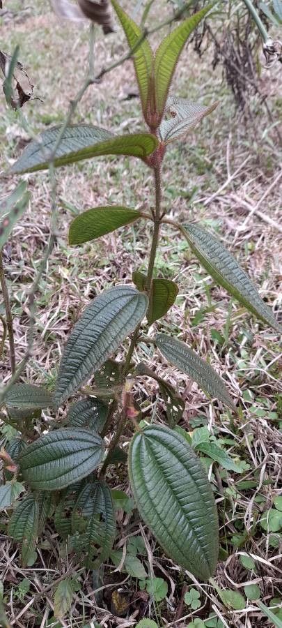 Miconia australis habit