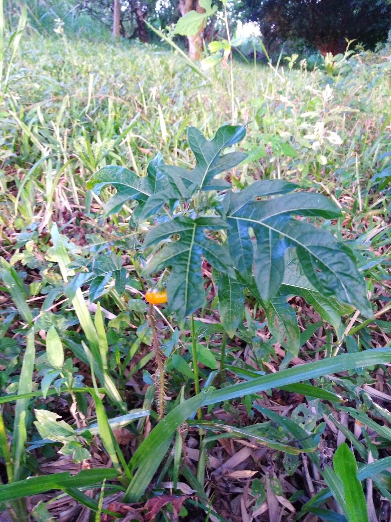 Solanum affine — houseplant care guide