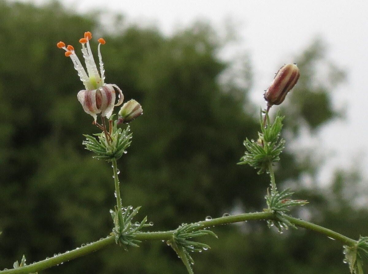 Asparagus fasciculatus — houseplant care guide