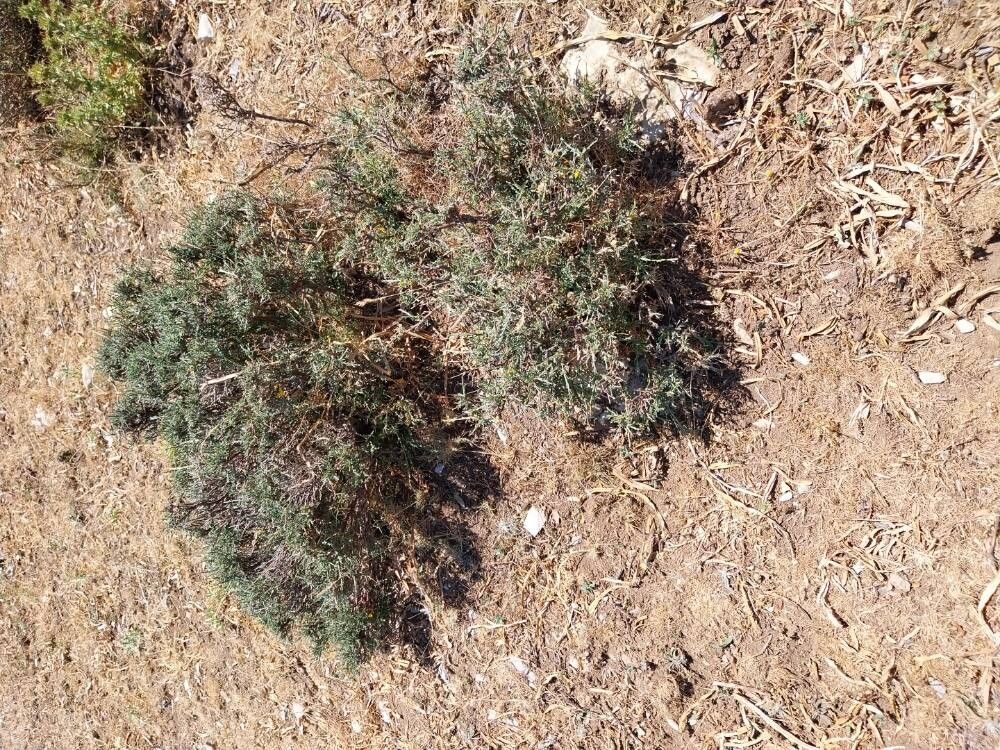 Genista pseudopilosa habit