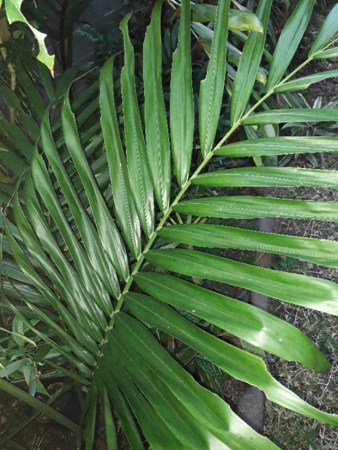 Cyphophoenix nucele — search result for 'Arecaceae'
