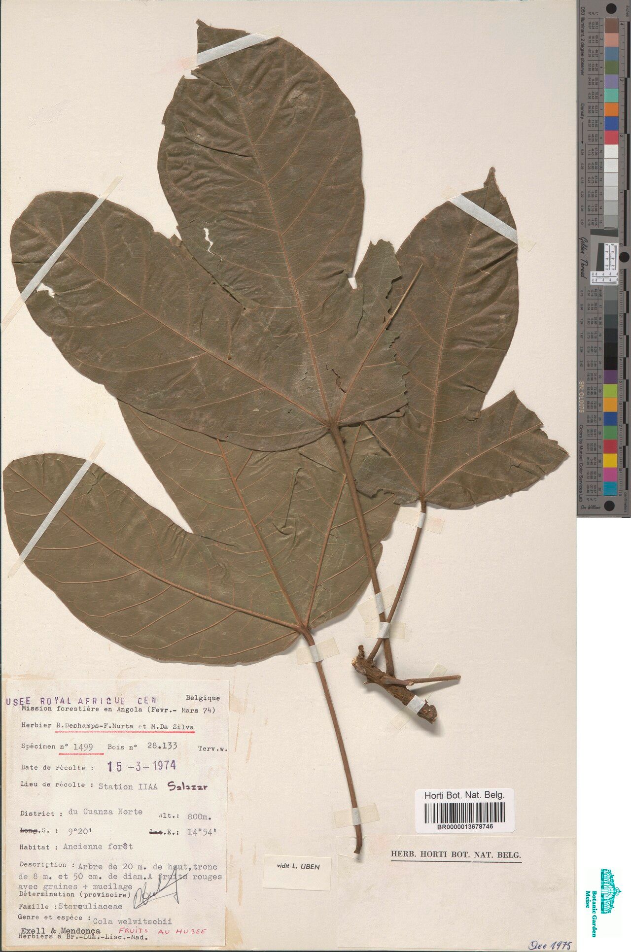 Cola welwitschii — houseplant care guide