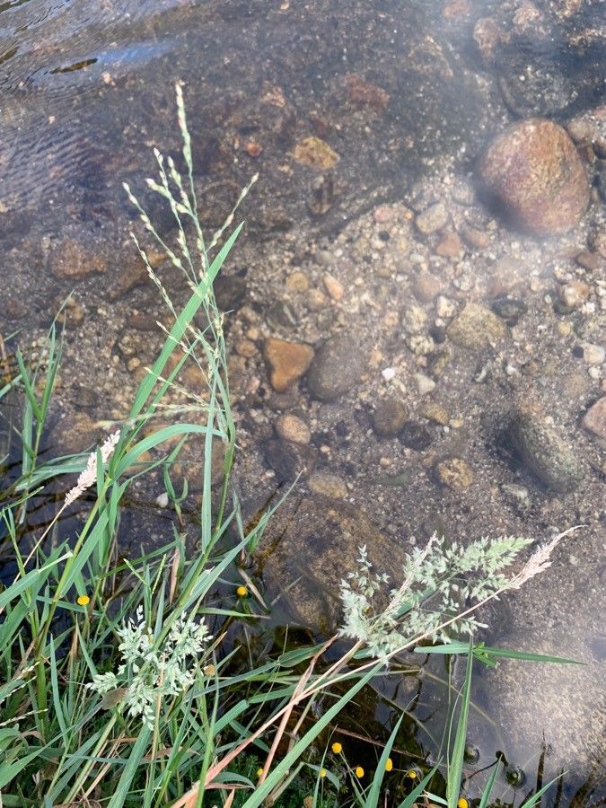 Puccinellia distans leaf