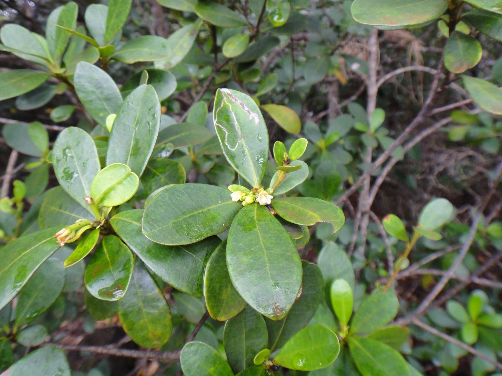 Baloghia alternifolia habit