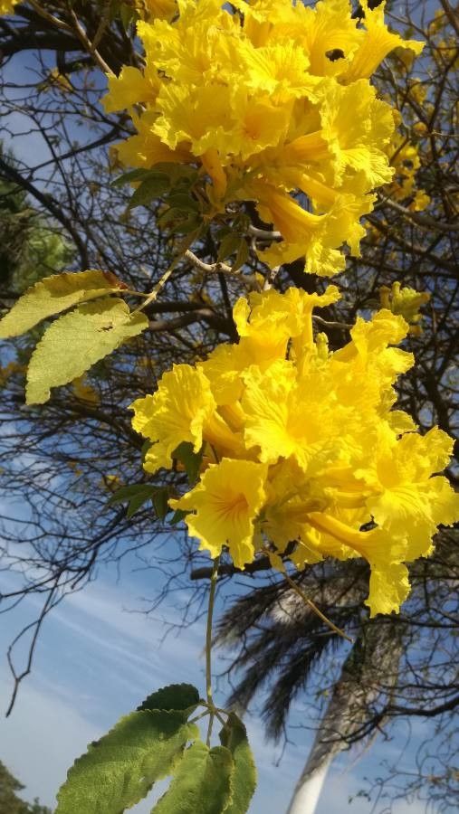 Roseodendron chryseum flower