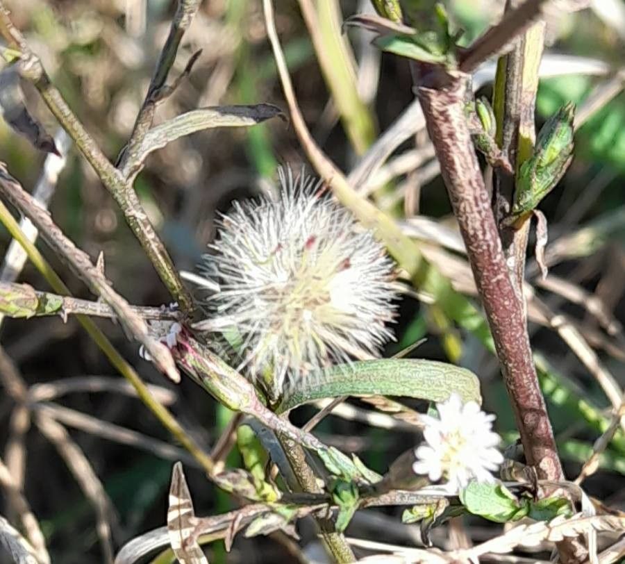Symphyotrichum squamatum fruit