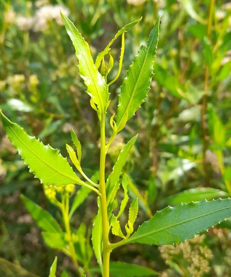 Pluchea dodonaeifolia — search result for 'Pluchea'