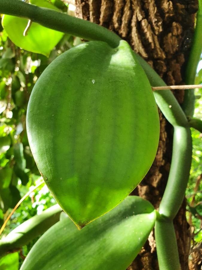 Vanilla polylepis — search result for 'Angola'