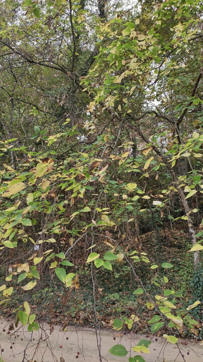 Celtis jessoensis habit