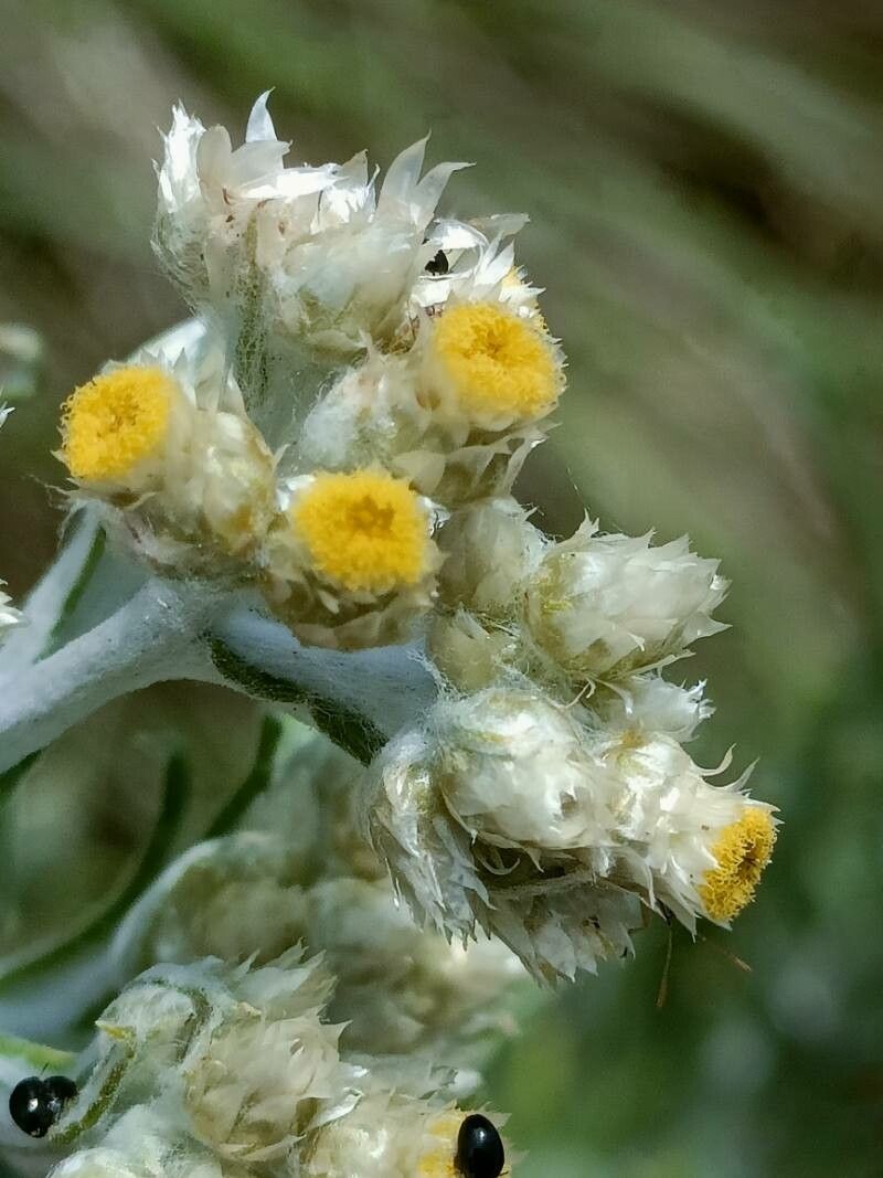 Helichrysum rugulosum flower