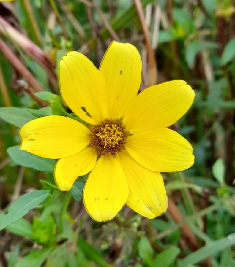 Bidens laevis flower