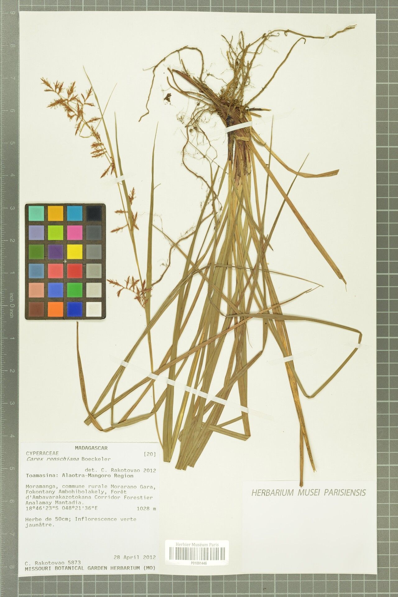 Carex renschiana — houseplant care guide