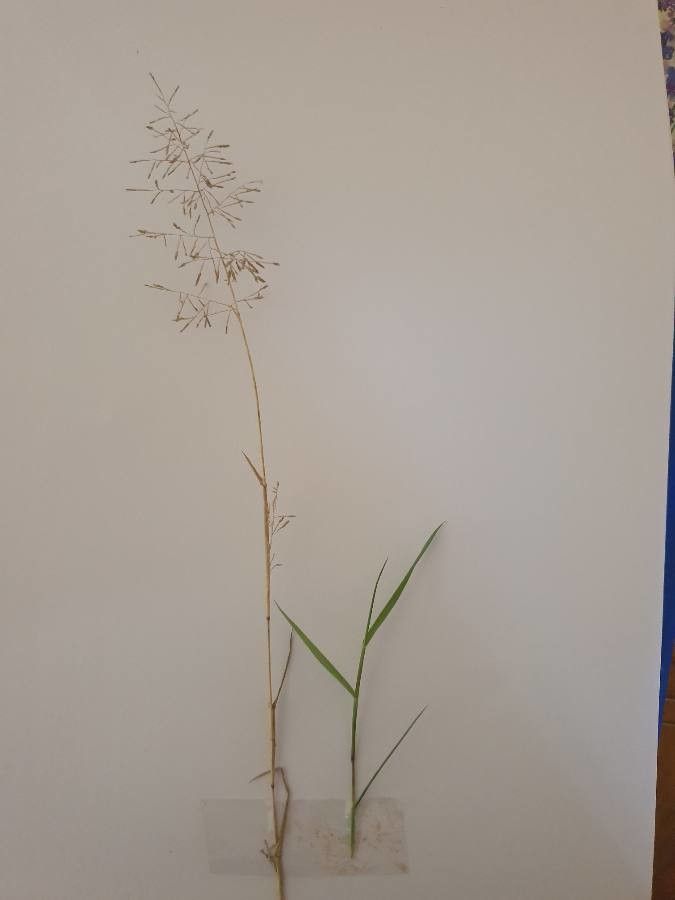 Eragrostis papposa flower