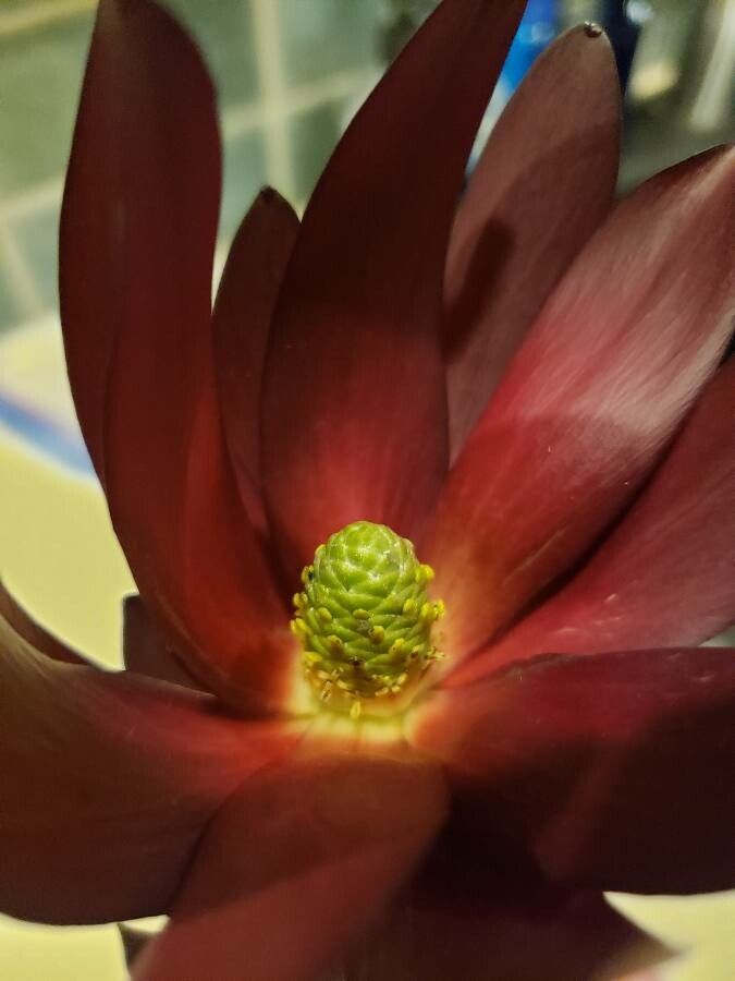 Leucadendron salignum flower