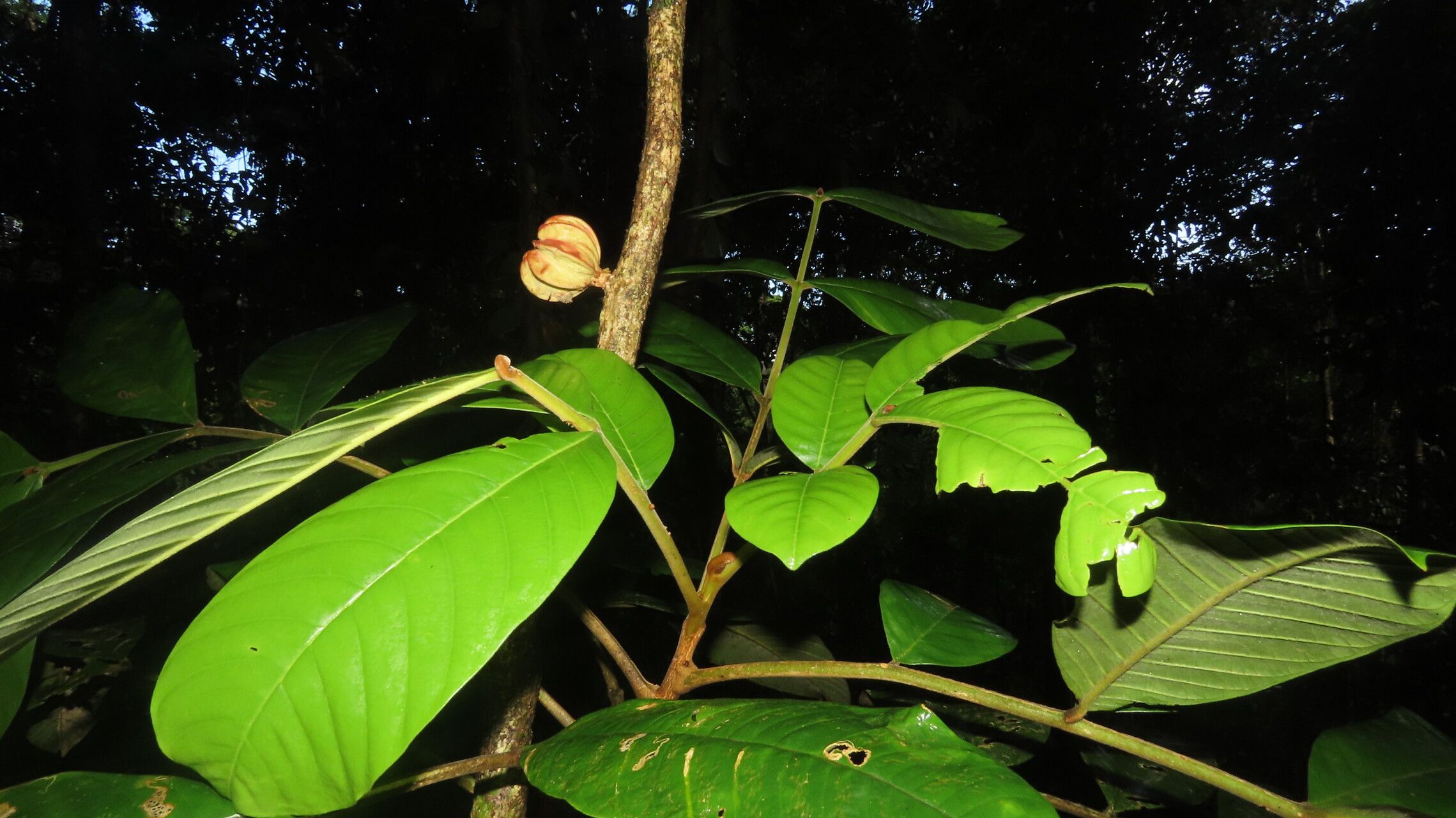 Guarea talamancana leaf