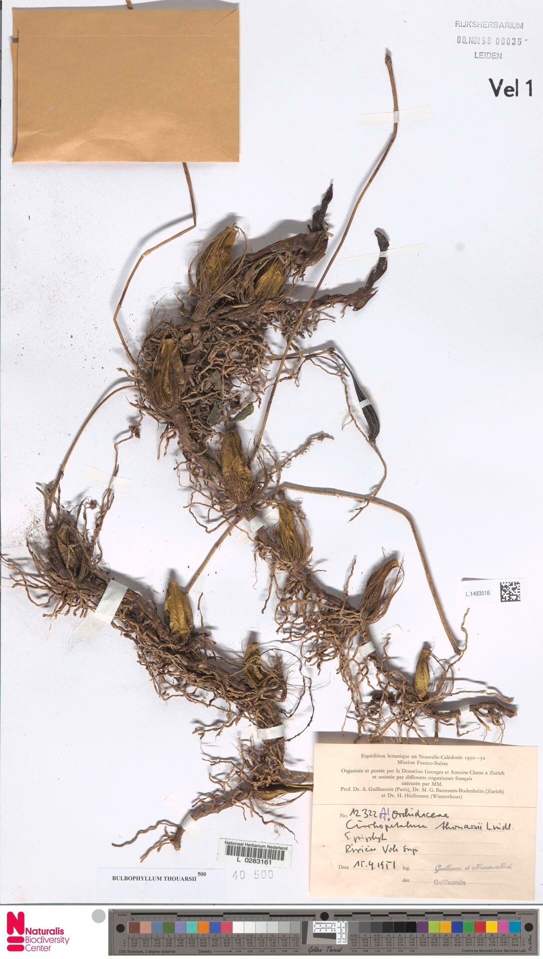 Bulbophyllum gracile — houseplant care guide