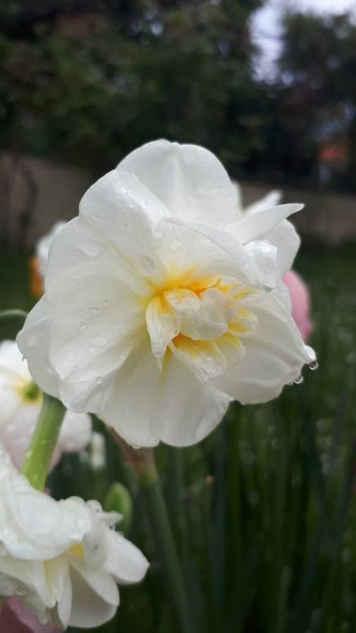 Rosa elliptica flower