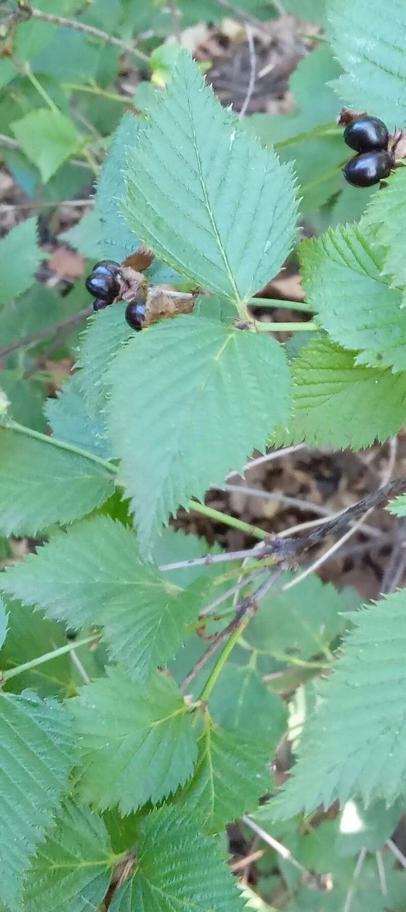Rhodotypos scandens leaf