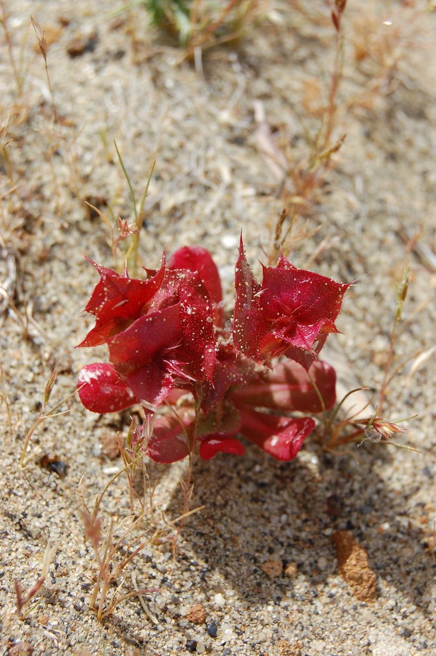 Mucronea perfoliata habit