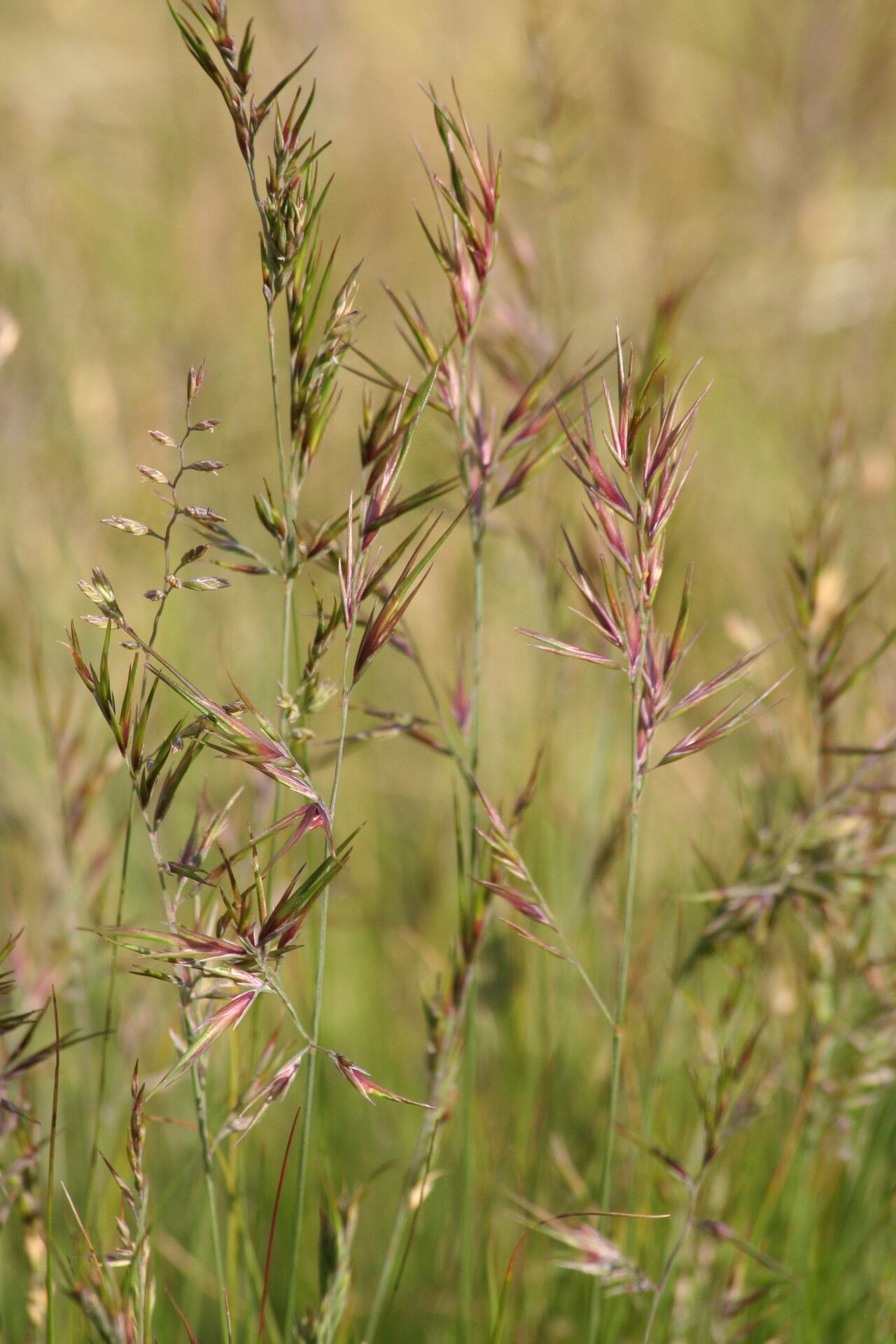 Festuca vivipara — search result for 'Festuca'
