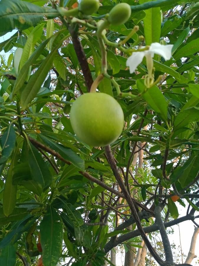 Cerbera odollam fruit