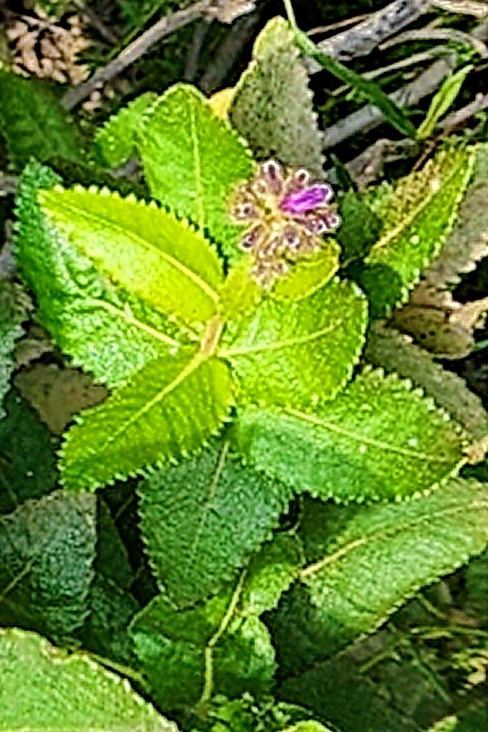 Eriodictyon sessilifolium — related species from the same genus