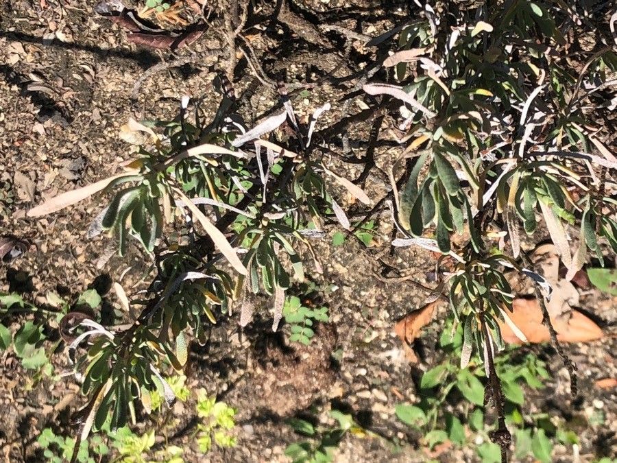 Limoniastrum monopetalum leaf