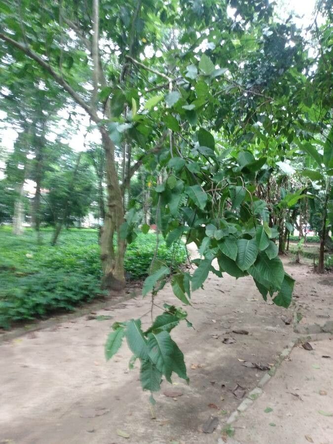 Triplaris weigeltiana habit