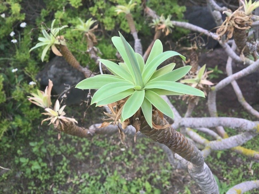 Euphorbia bravoana — houseplant care guide