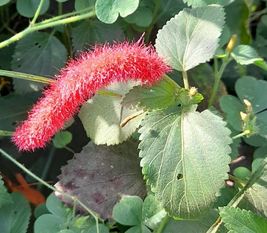 Acalypha herzogiana flower