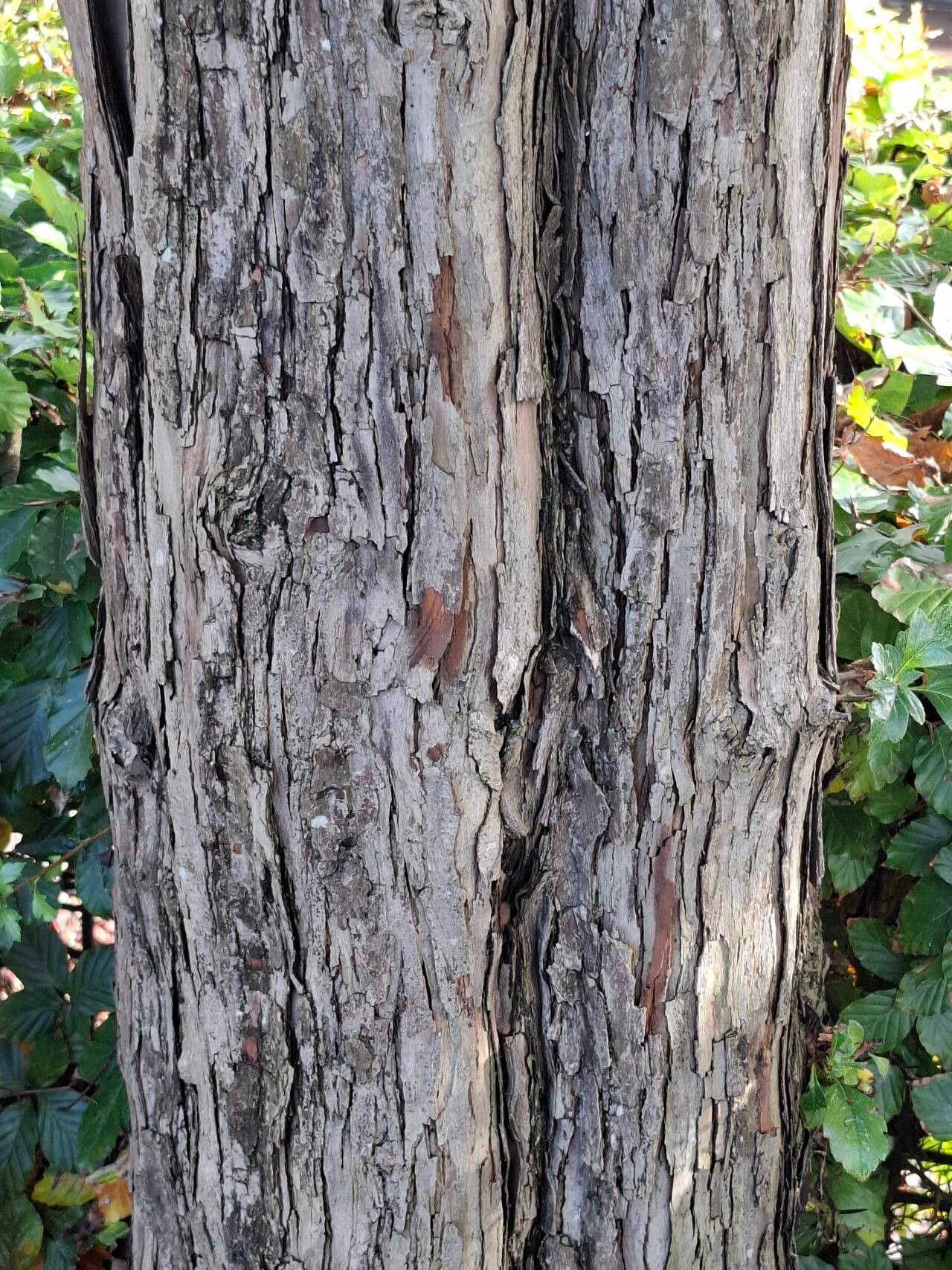 Crataegus × grignonensis bark