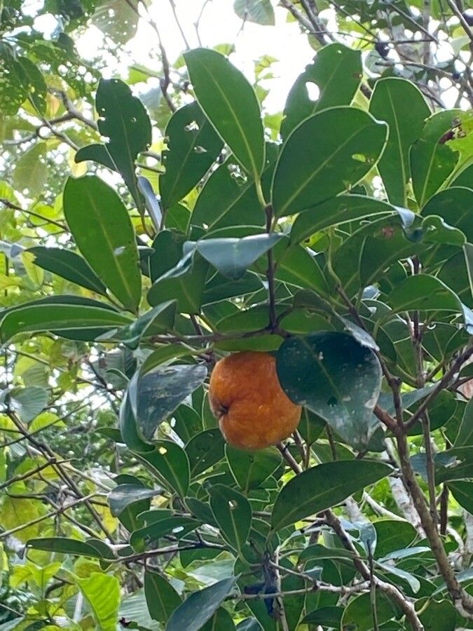 Eugenia dichroma fruit
